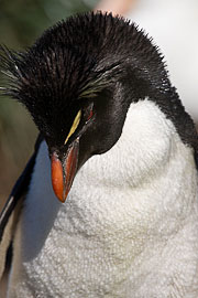 Picture 'Ant1_1_00251 Eudyptes Chrysocome, Penguin, Rockhopper Penguin, Antarctica and sub-Antarctic islands, Falkland Islands, West Point'